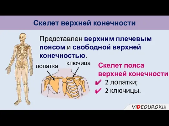 Скелет верхней конечности Представлен верхним плечевым поясом и свободной верхней конечностью. Скелет пояса