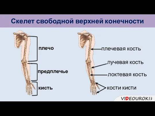 Скелет свободной верхней конечности плечо предплечье кисть плечевая кость лучевая кость локтевая кость кости кисти