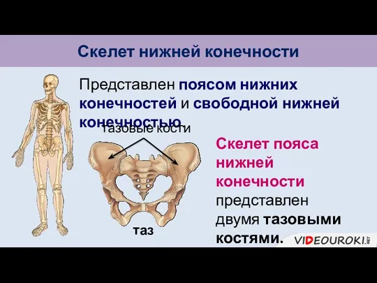 Скелет нижней конечности Представлен поясом нижних конечностей и свободной нижней