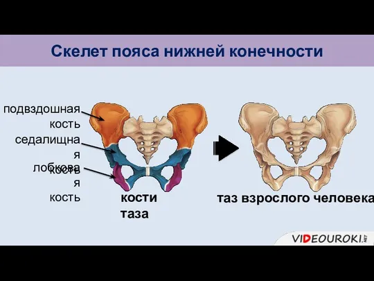 Скелет пояса нижней конечности седалищная кость кости таза лобковая кость подвздошная кость таз взрослого человека