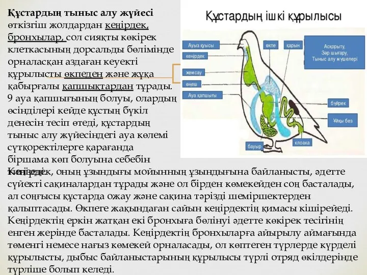 Құстардың тыныс алу жүйесі өткізгіш жолдардан кеңірдек, бронхылар, сол сияқты