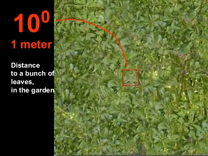 Distance to a bunch of leaves, in the garden 100 1 meter
