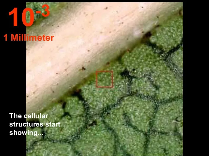 The cellular structures start showing... 10-3 1 Millímeter