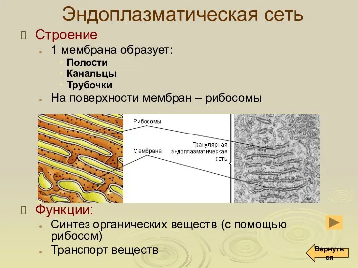 Эндоплазматическая сеть Строение 1 мембрана образует: Полости Канальцы Трубочки На