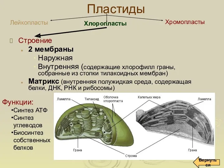 Пластиды Строение 2 мембраны Наружная Внутренняя (содержащие хлорофилл граны, собранные