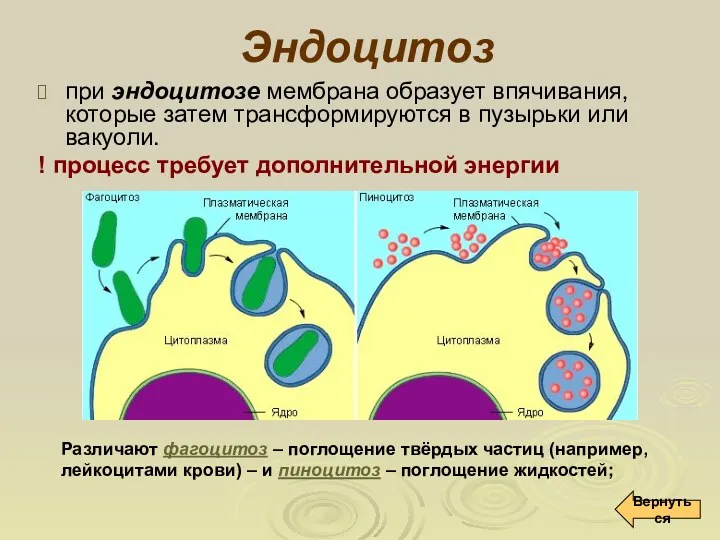 Эндоцитоз при эндоцитозе мембрана образует впячивания, которые затем трансформируются в