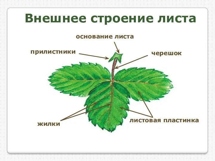 Внешнее строение листа черешок листовая пластинка основание листа прилистники жилки