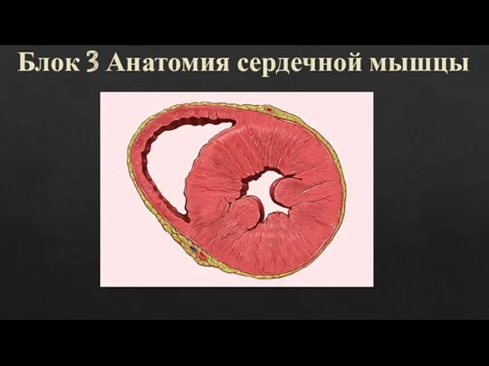 Блок 3 Анатомия сердечной мышцы