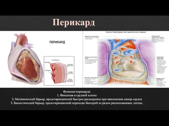 Перикард Функции перикарда: 1. Фиксация в грудной клетке 2. Механический