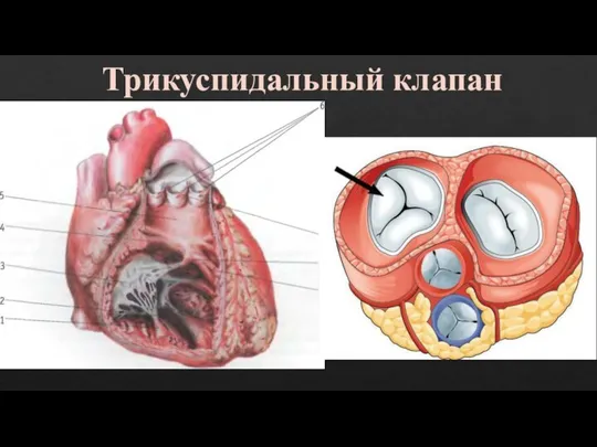 Трикуспидальный клапан