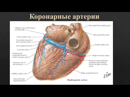 Коронарные артерии