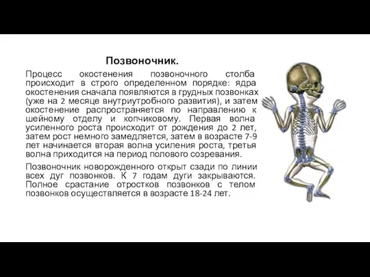 Позвоночник. Процесс окостенения позвоночного столба происходит в строго определенном порядке: