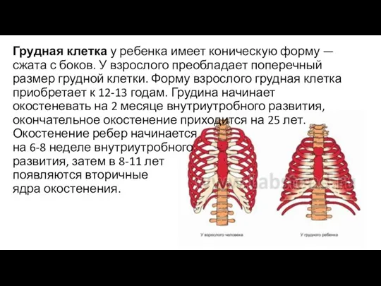 Грудная клетка у ребенка имеет коническую форму — сжата с