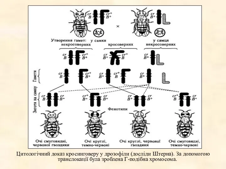 Цитологічний доказ кросинговеру у дрозофіли (досліди Штерна). За допомогою транслокації була зроблена Г-подібна хромосома.