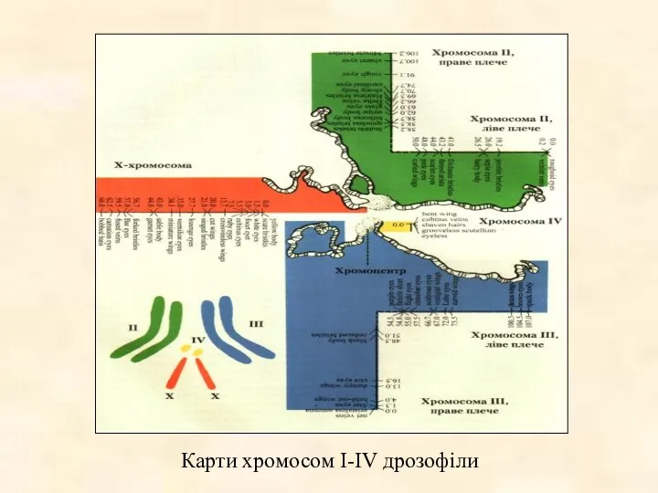 Карти хромосом I-IV дрозофіли
