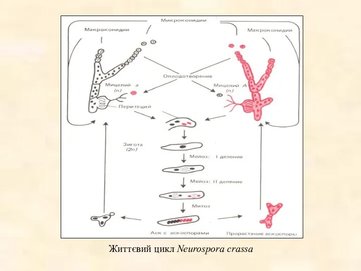 Життєвий цикл Neurospora crassa