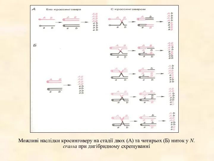 Можливі наслідки кросинговеру на стадії двох (А) та чотирьох (Б)