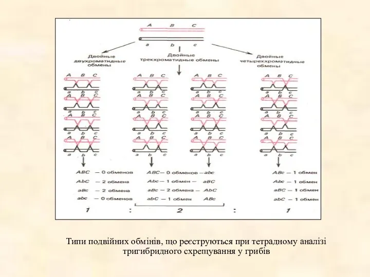 Типи подвійних обмінів, що реєструються при тетрадному аналізі тригибридного схрещування у грибів