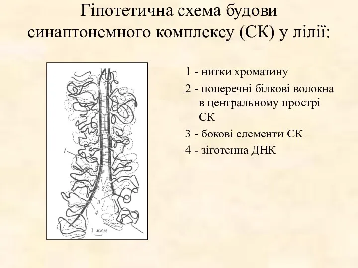 Гіпотетична схема будови синаптонемного комплексу (СК) у лілії: 1 -