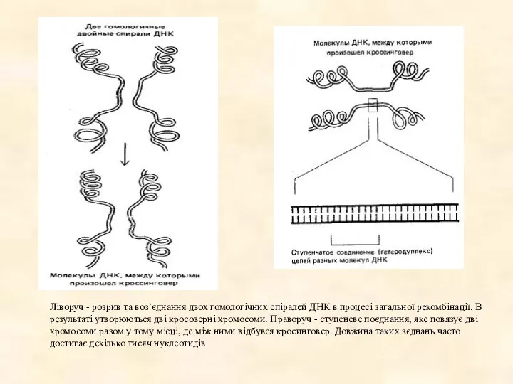 Ліворуч - розрив та воз’єднання двох гомологічних спіралей ДНК в