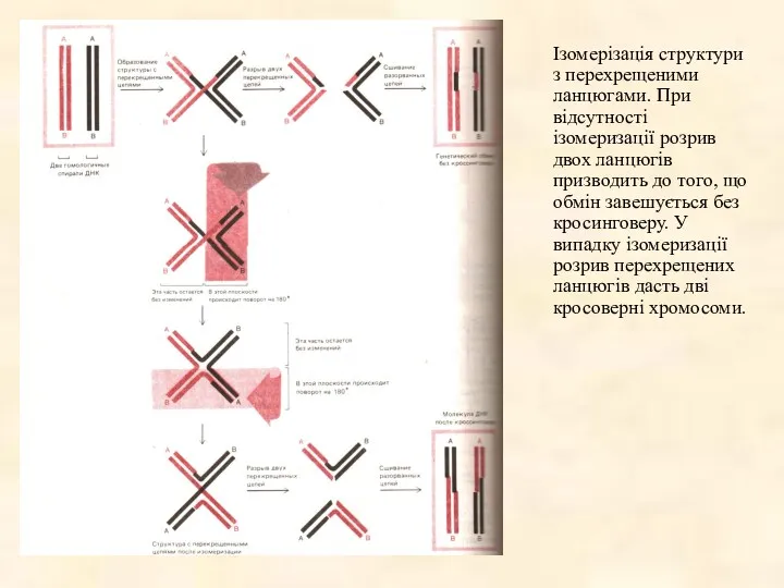 Ізомерізація структури з перехрещеними ланцюгами. При відсутності ізомеризації розрив двох