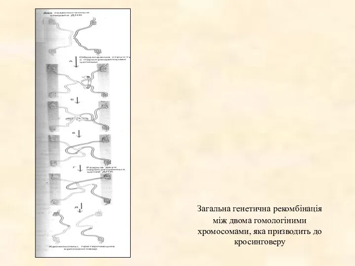 Загальна генетична рекомбінація між двома гомологіними хромосомами, яка призводить до кросинговеру
