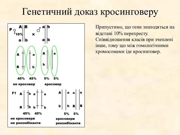 Генетичний доказ кросинговеру Припустимо, що гени знаходяться на відстані 10%