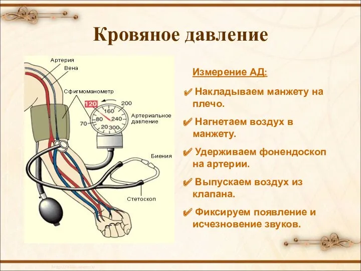 Кровяное давление Измерение АД: Накладываем манжету на плечо. Нагнетаем воздух