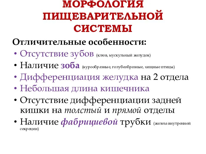 МОРФОЛОГИЯ ПИЩЕВАРИТЕЛЬНОЙ СИСТЕМЫ Отличительные особенности: Отсутствие зубов (клюв, мускульный желудок)