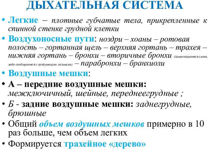 ДЫХАТЕЛЬНАЯ СИСТЕМА Легкие – плотные губчатые тела, прикрепленные к спинной