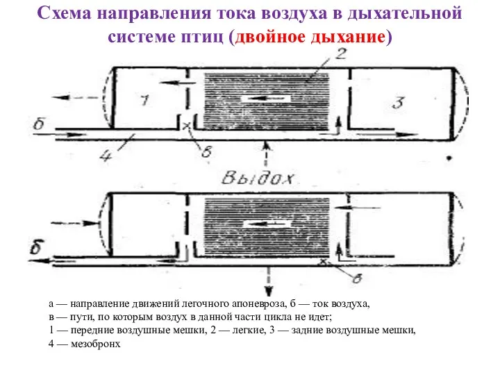 Схема направления тока воздуха в дыхательной системе птиц (двойное дыхание)