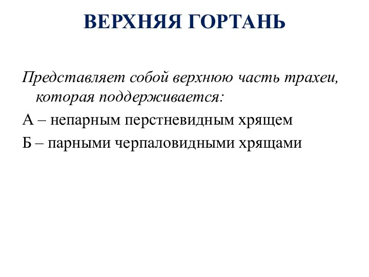 ВЕРХНЯЯ ГОРТАНЬ Представляет собой верхнюю часть трахеи, которая поддерживается: А