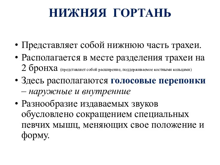 НИЖНЯЯ ГОРТАНЬ Представляет собой нижнюю часть трахеи. Располагается в месте