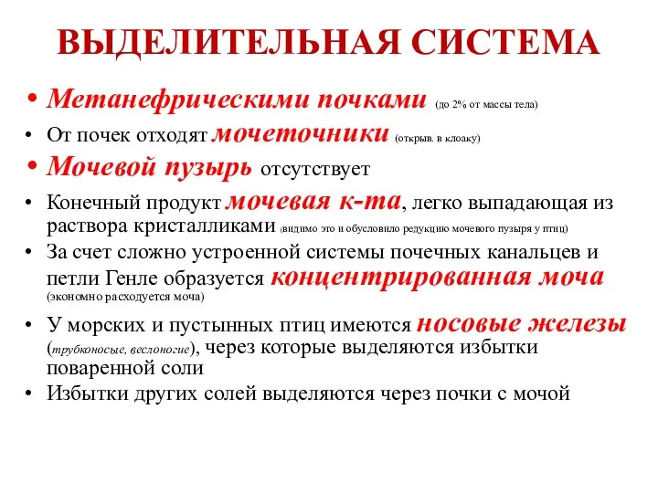 ВЫДЕЛИТЕЛЬНАЯ СИСТЕМА Метанефрическими почками (до 2% от массы тела) От