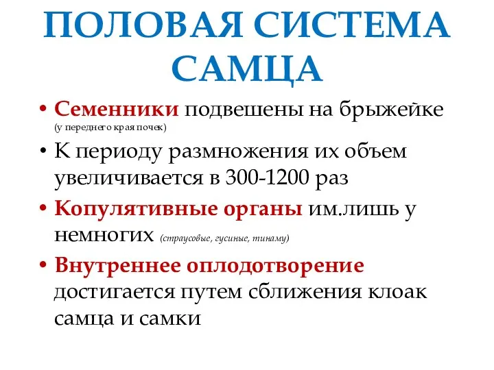 ПОЛОВАЯ СИСТЕМА САМЦА Семенники подвешены на брыжейке (у переднего края