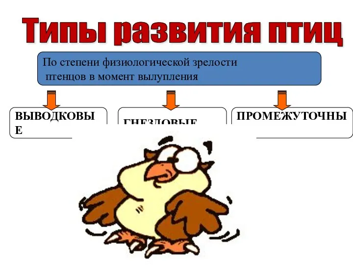 Типы развития птиц По степени физиологической зрелости птенцов в момент вылупления ВЫВОДКОВЫЕ ГНЕЗДОВЫЕ ПРОМЕЖУТОЧНЫЕ