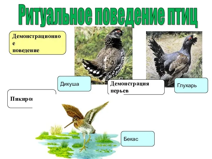 Ритуальное поведение птиц Демонстрационное поведение Пикирование Демонстрация перьев Дикуша Глухарь Бекас