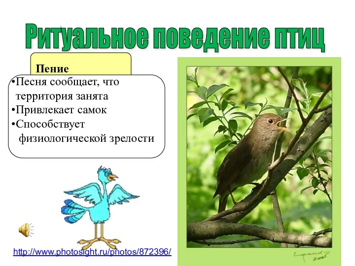 Пение Ритуальное поведение птиц http://www.photosight.ru/photos/872396/ Песня сообщает, что территория занята Привлекает самок Способствует физиологической зрелости
