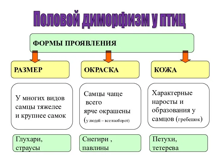 Половой диморфизм у птиц ФОРМЫ ПРОЯВЛЕНИЯ РАЗМЕР ОКРАСКА КОЖА У