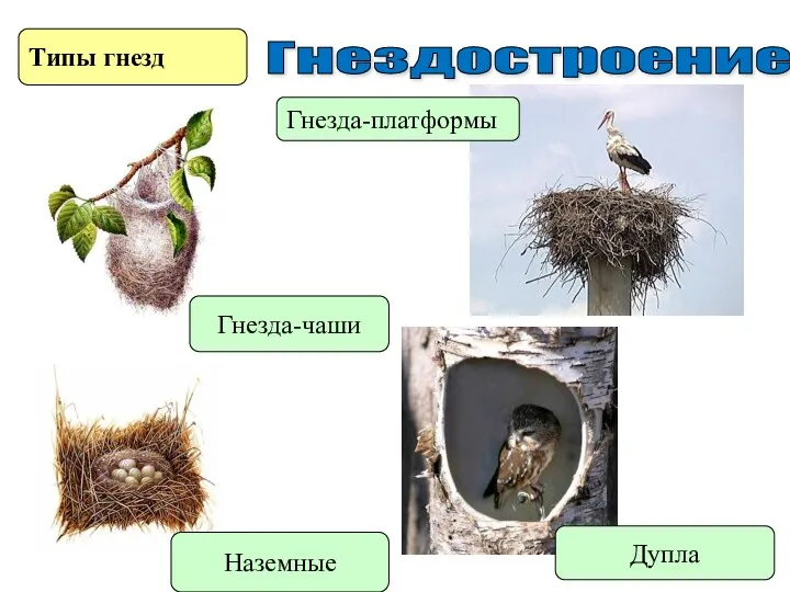 Гнездостроение Типы гнезд Наземные Гнезда-чаши Гнезда-платформы Дупла