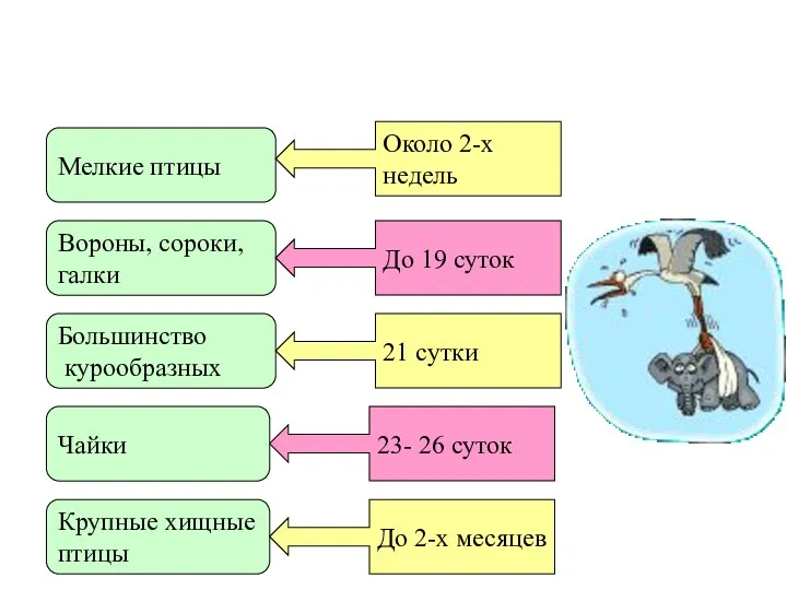 Насиживание Мелкие птицы Вороны, сороки, галки Большинство курообразных Чайки Крупные