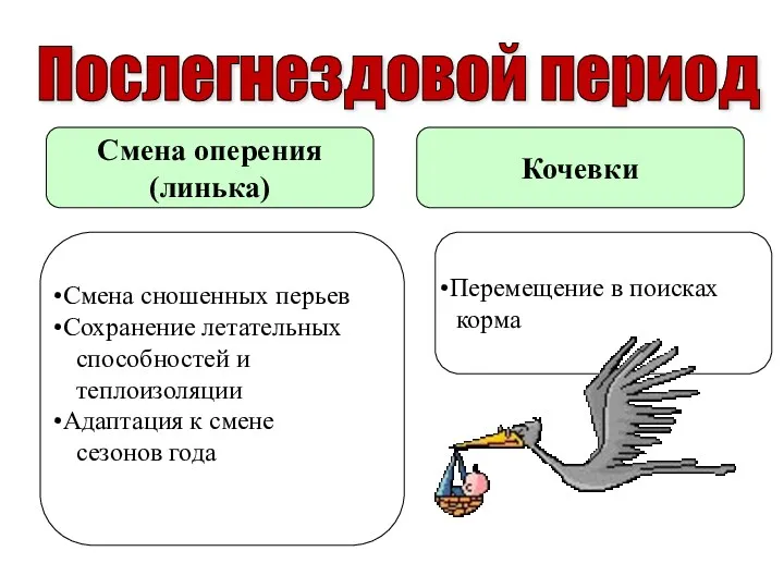 Послегнездовой период Смена оперения (линька) Кочевки Смена сношенных перьев Сохранение