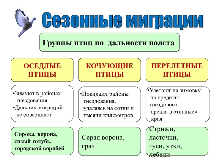 Сезонные миграции Группы птиц по дальности полета ОСЕДЛЫЕ ПТИЦЫ КОЧУЮЩИЕ