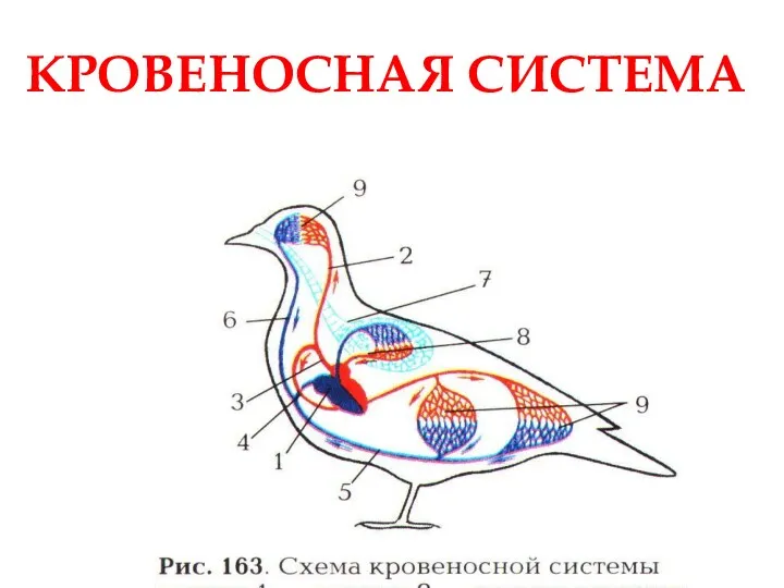 КРОВЕНОСНАЯ СИСТЕМА