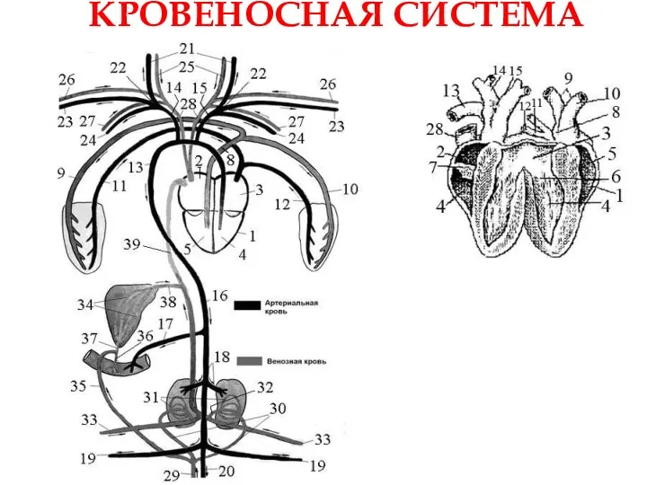 КРОВЕНОСНАЯ СИСТЕМА