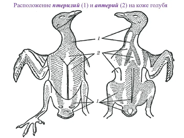 Расположение птерилий (1) и аптерий (2) на коже голубя