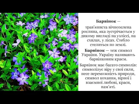 Барвінок — трав'яниста вічнозелена рослина, яка зустрічається у дикому вигляді