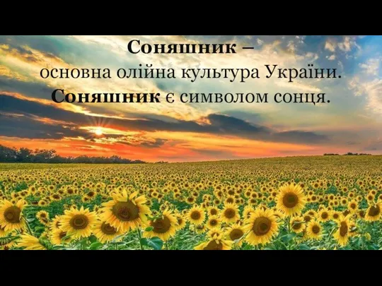 Соняшник – основна олійна культура України. Соняшник є символом сонця.