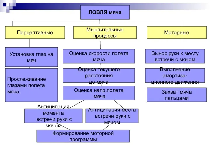 ЛОВЛЯ мяча Перцептивные Мыслительные процессы Моторные Установка глаз на мяч