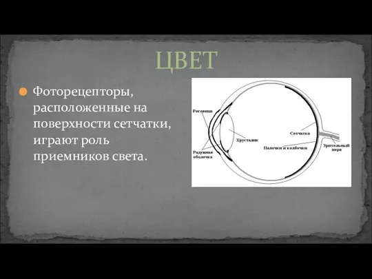 ЦВЕТ Фоторецепторы, расположенные на поверхности сетчатки, играют роль приемников света.